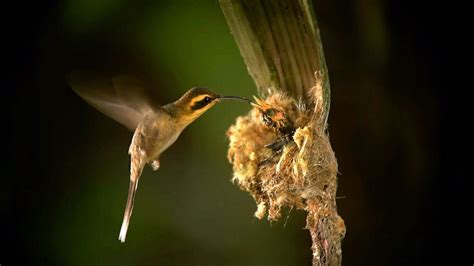 Amazing Amazon Photos - Wild Amazon - National Geographic Channel - Canada