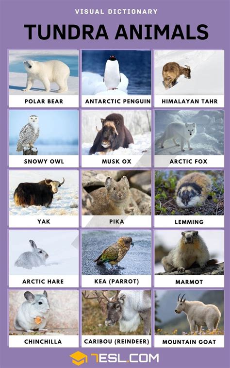 Tundra Animals: List of 15 Interesting Animals in the Tundra with Facts ...