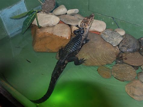 Dwarf Caiman Facts, Distribution, Habitat, Diet, Pictures