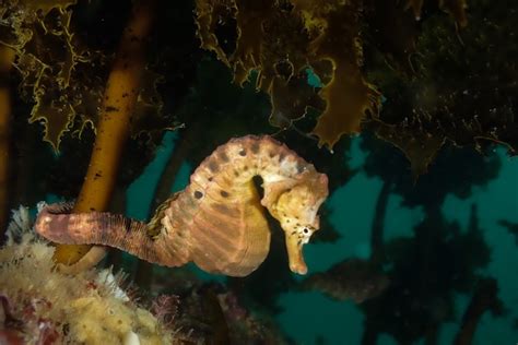 Hope for Tathra Wharf's big-belly seahorse colony following disappearance - ABC News