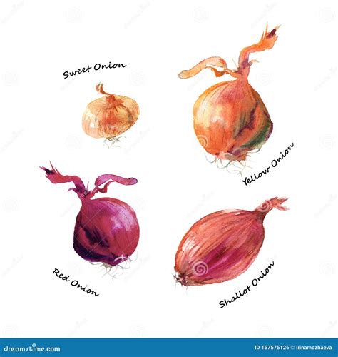 Different Types Of Onion. Shallot, Red, Yellow And Sweet Onion Vegetables Watercolor ...