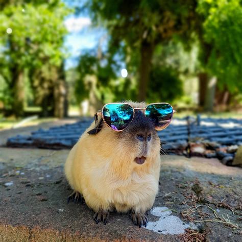 I gave my guinea pig sunglasses, now he's a rockstar!!😎🤘 : r/aww