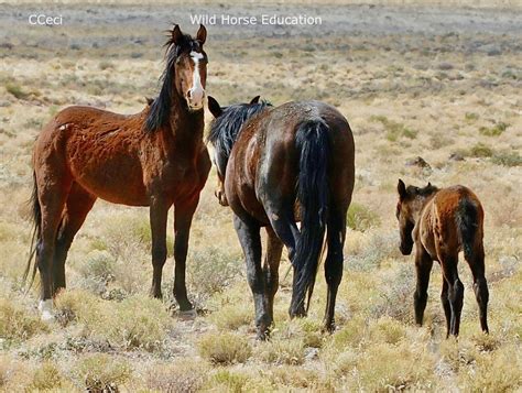 Earth Day: Restore Our Earth – Wild Horse Education