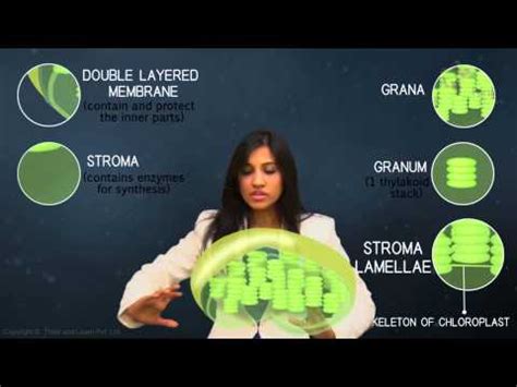 Plastids Diagram In Plant Cell