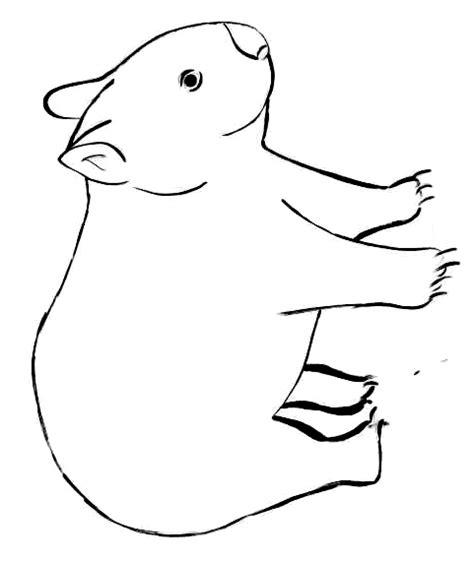 Outline Of A Wombat - ClipArt Best