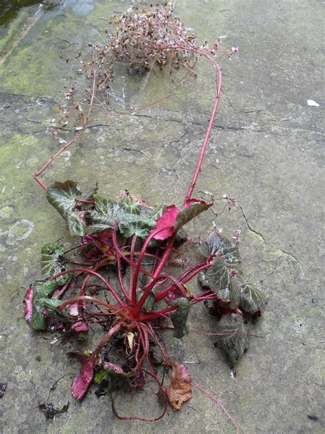 Worcester College Gardeners 2009-2018: Vine Weevil Damage