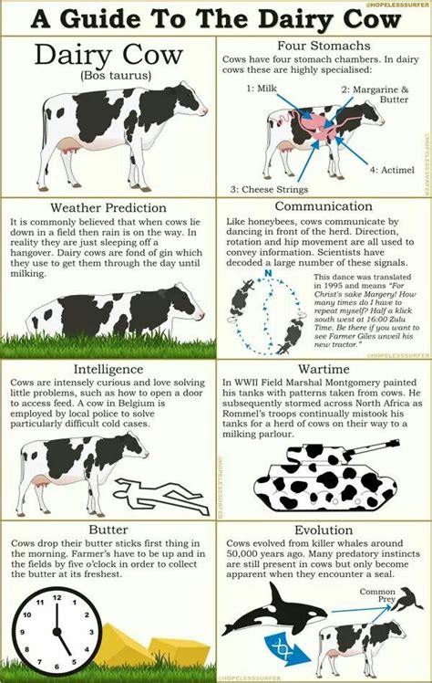 Pin by Hannah Moyer on Dairy facts | Dairy cows, Dairy cow facts, Dairy cow breeds