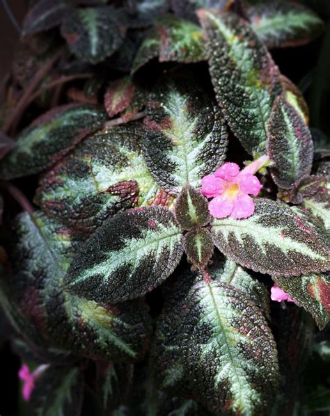 EPISCIA | Rare plants, Plants, Home and garden