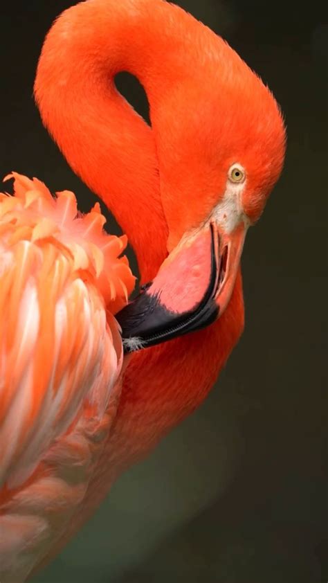 Flamingo [Video] | Beautiful birds, Most beautiful birds, Wild birds ...