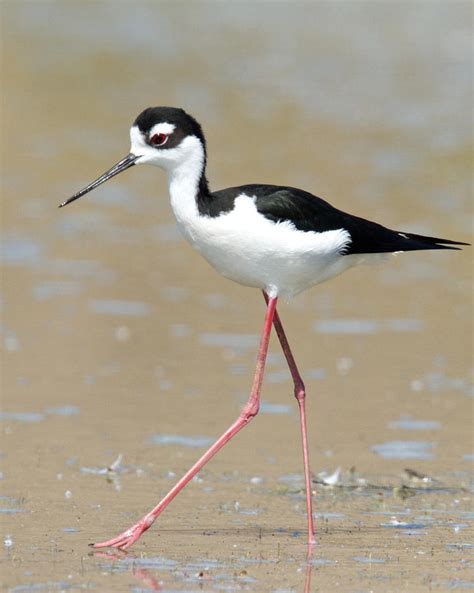 Black-necked Stilt Photograph by Steve Kaye | Fine Art America