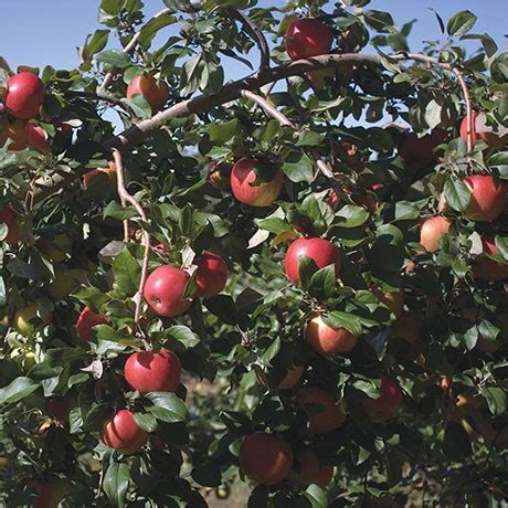 Semi-Dwarf Honeycrisp Apple Tree The Honeycrisp Apple is a mid-season blooming apple for ...