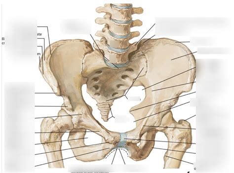 Anterior Pelvis Bony Landmarks Diagram | Quizlet