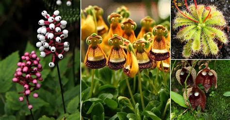 17 Striking Plants that Look Like Aliens | Balcony Garden Web