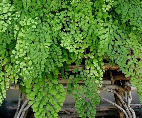 Maidenhair fern | Outdoor topiary, Ferns garden, Garden whimsy