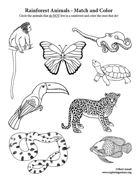 Printable Rainforest Animals