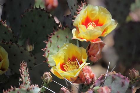 The Azure Gate: Prickly Pear Cactus Flowers - They're Everwhere