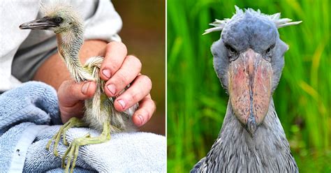 Terrifying Birds That Look Just Like The Dinosaurs They're Descended From