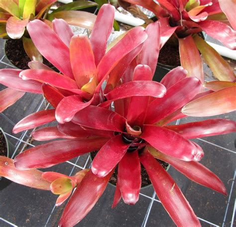 BROMELIAD Neoregelia SUPER FIREBALL Full Size Colorful Plant | Etsy