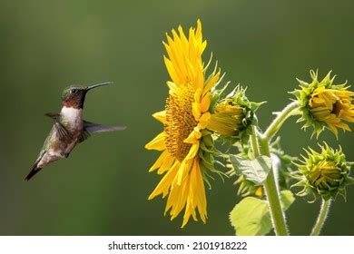 Hummingbird Sunflower Photos and Images | Shutterstock