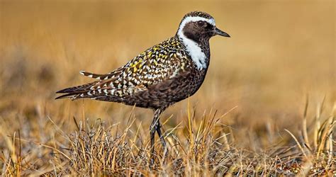 American Golden-Plover Identification, All About Birds, Cornell Lab of Ornithology