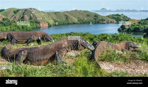 Komodo dragon in natural habitat. Scientific name: Varanus komodoensis. Natural background is ...