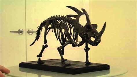 Styracosaurus Skeleton Sculpture -3 - YouTube