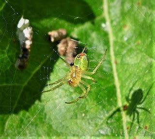 Cucumber Spider underside. Arianella species | Cradley, Malv… | Flickr