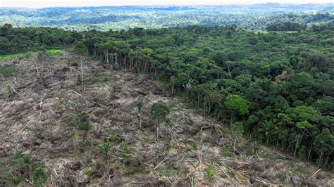 Deforestation report: UK's 'unsustainable' consumption putting ...