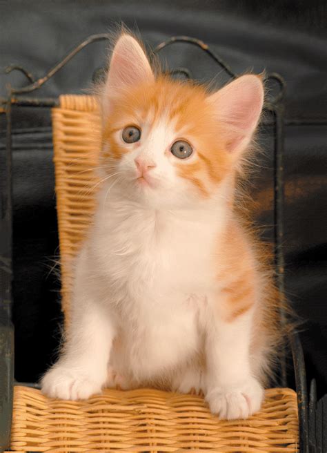 20 of the Most Popular Cat Breeds - Catster