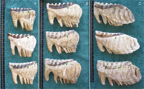 Examples of molars of African elephants at different Age Reference Line... | Download Scientific ...