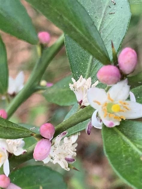 My Australian finger lime tree is full of blooms! | Finger lime, Bloom, Lime tree