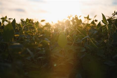 Premium Photo | Soybean field green field agriculture landscape field ...