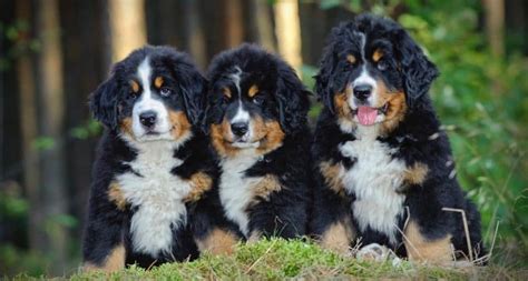 Do Bernese Mountain Dogs Shed | Bernese Mountain Dog Shedding