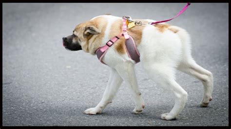 Pig The Deformed Dog...Hero, Internet Sensation - YouTube