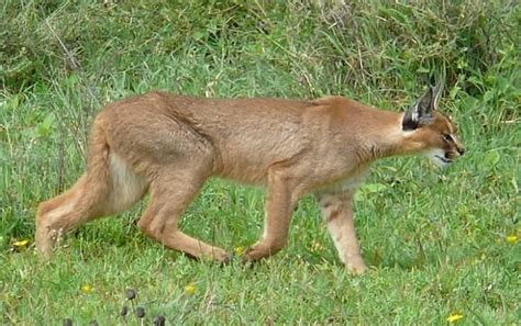 The Caracal: 6 Remarkable Adaptations and General Facts - Owlcation