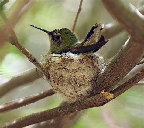 Hummingbird Nesting Photograph by Terry Groben - Fine Art America