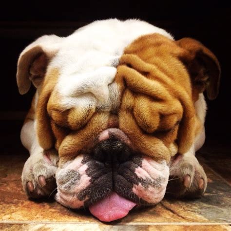 Patron my English Bulldog sleeping | Cute dogs, Bulldog, English bulldog