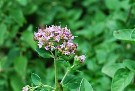 Garden amateur: Just the right amount of oregano