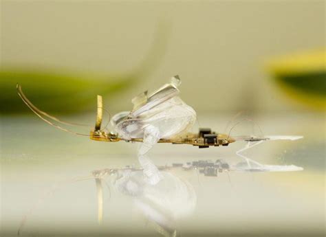 Engineers reveal ‘invincible’ autonomous robot insect that can’t be flattened