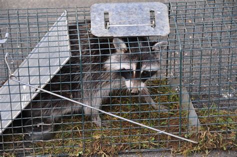 What is the best bait for raccoons in a live trap? | BackYard Chickens - Learn How to Raise Chickens