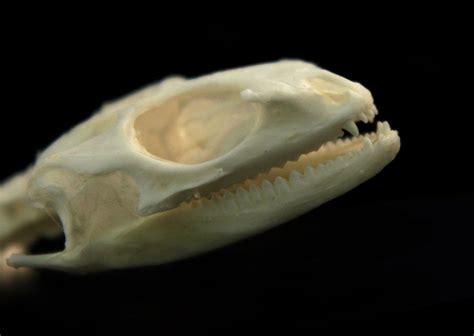 Skull of a lizard by hontor on DeviantArt | Animal bones, Lizard, Skull ...