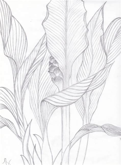 Visualization Basics Tropical Leaves Contour Drawing from life | Art drawings, Contour drawing ...