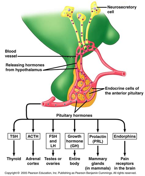 Hormones Of The Anterior Pituitary And Its Disorders: A Case Study Of ...