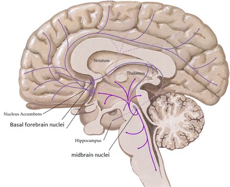 Cholinergic system | Brain for ai Wiki | Fandom