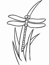 Dragonfly Coloring Pages  Free Printable For Kids sketch template