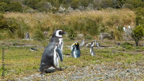 King Penguin Amongst Magellanic Penguins at the Southernmost Tip of ...