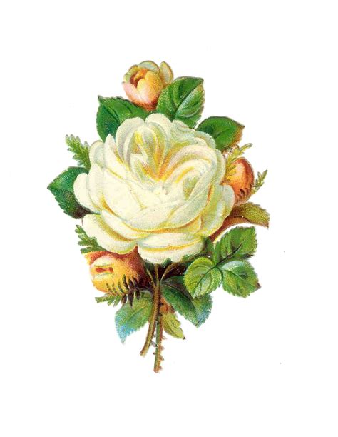 Free Victorian Rose Pictures, Download Free Victorian Rose Pictures png images, Free ClipArts on ...