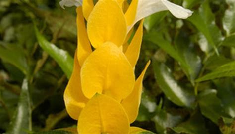 Shrimp Plant Varieties | Garden Guides