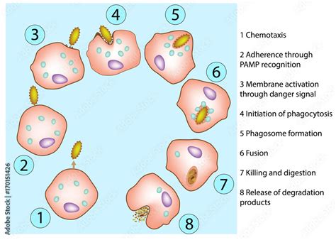 The steps of phagocytosis. Human immune system. Vector diagram Stock Vector | Adobe Stock