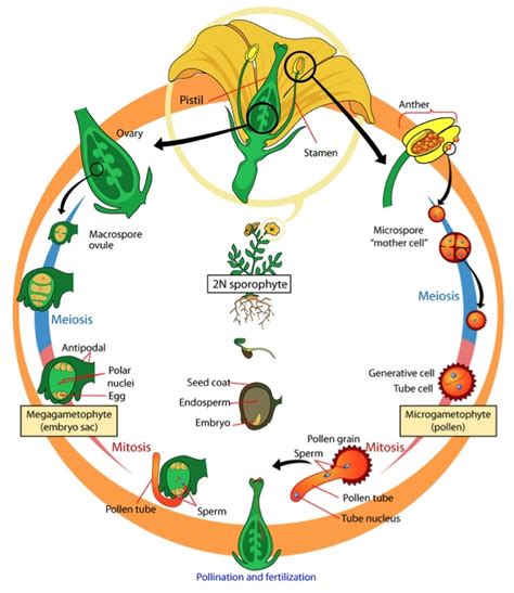 Angiosperms